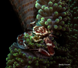 Anemone crab, Bunaken Island Indonesia by Benita Vincent 